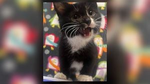 Local Humane Society Seeks Help to Find Stolen Kitten in Middletown