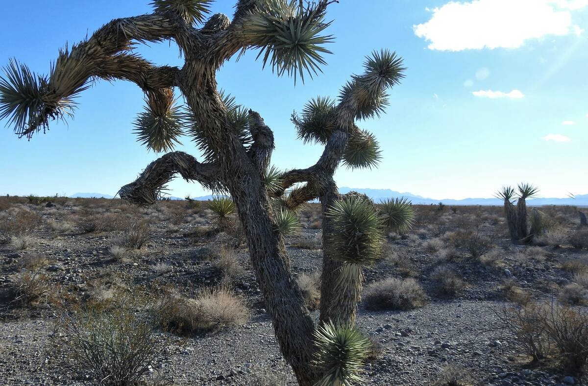 Solar Project Near Las Vegas Advances Toward Construction Phase