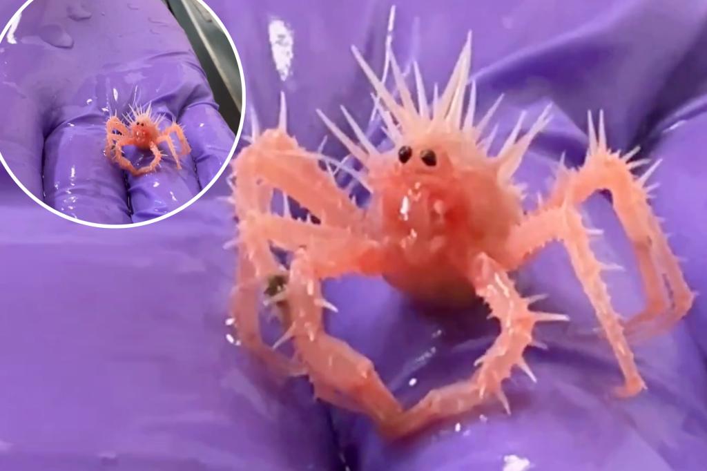 ‘Cutest Crab in the World’ Captivates Hearts Across the Internet